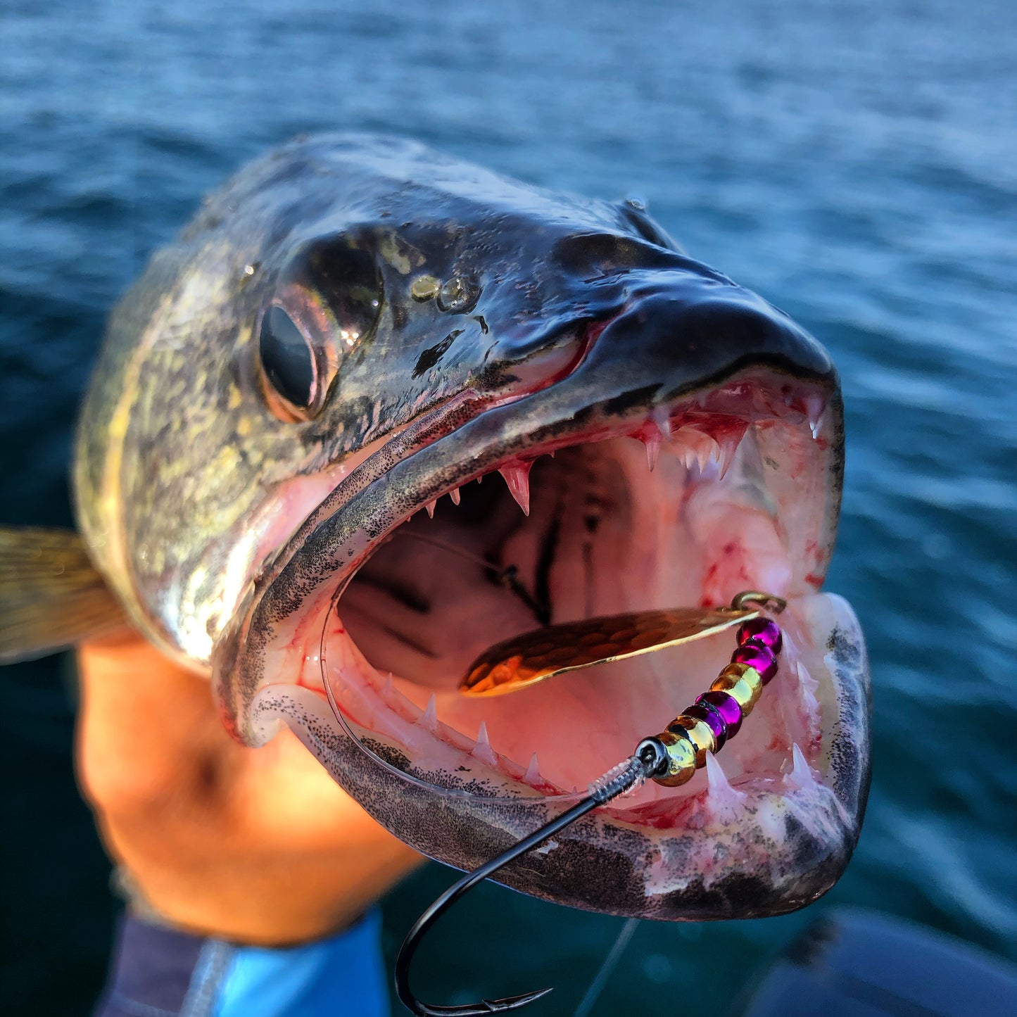 Walleye fishing