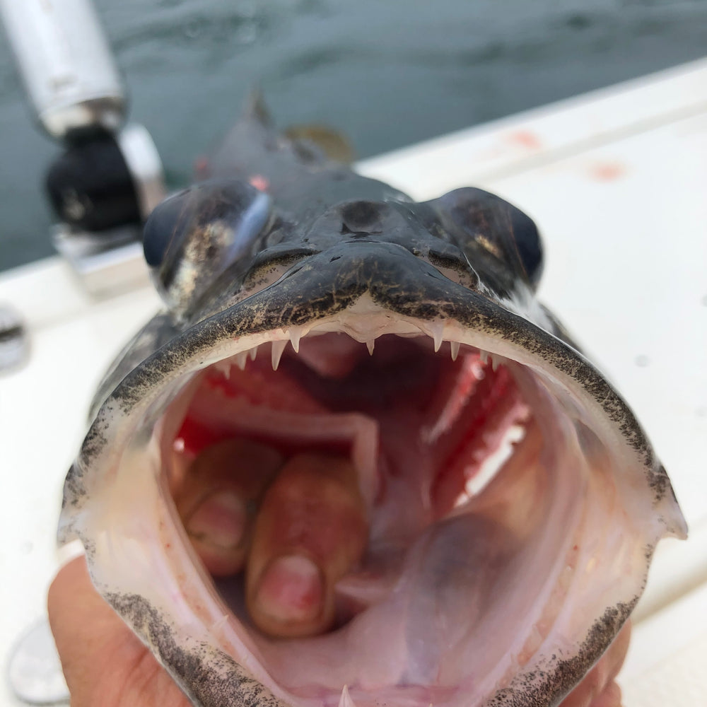 Walleye fishing