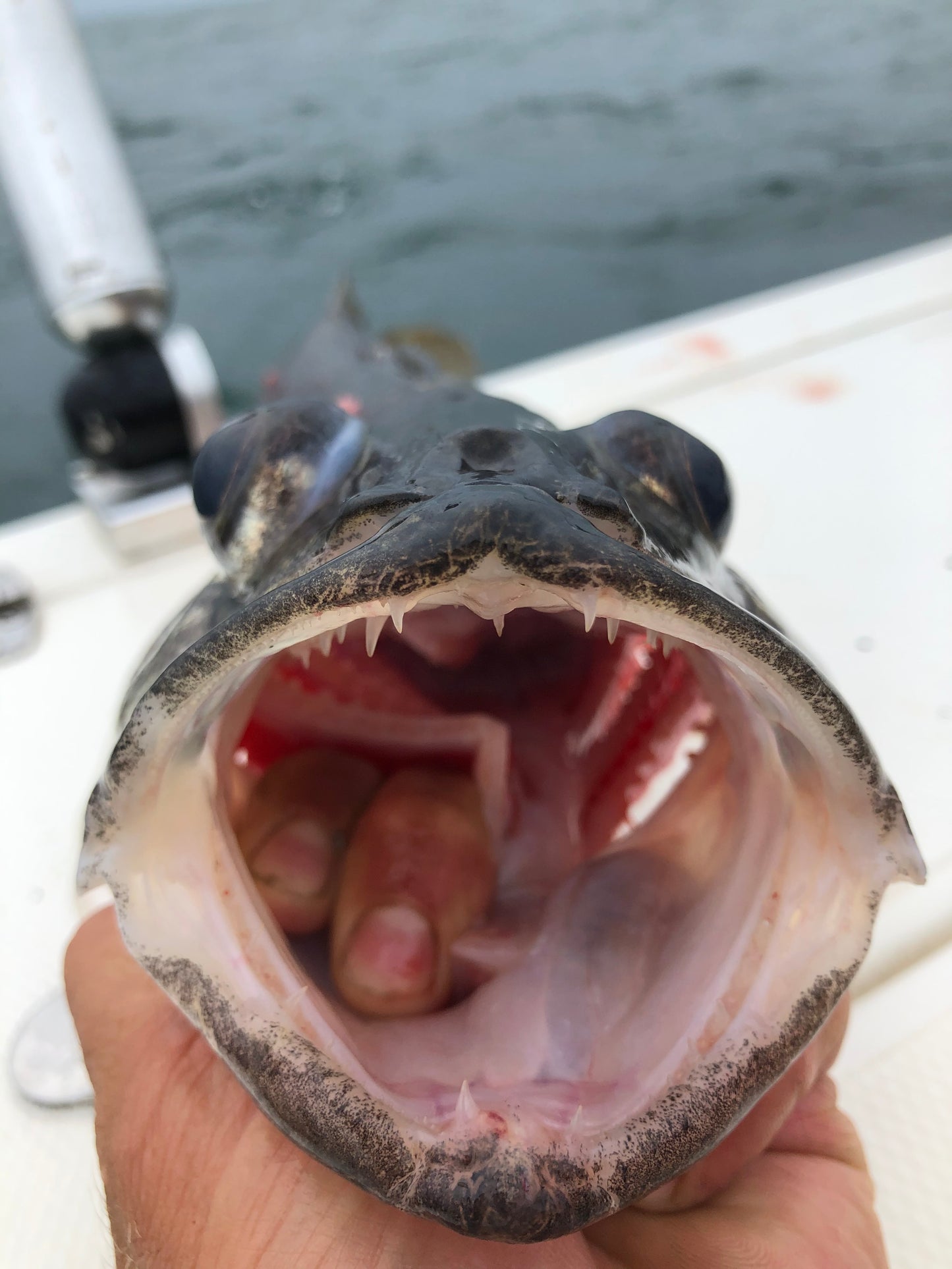Walleye fishing