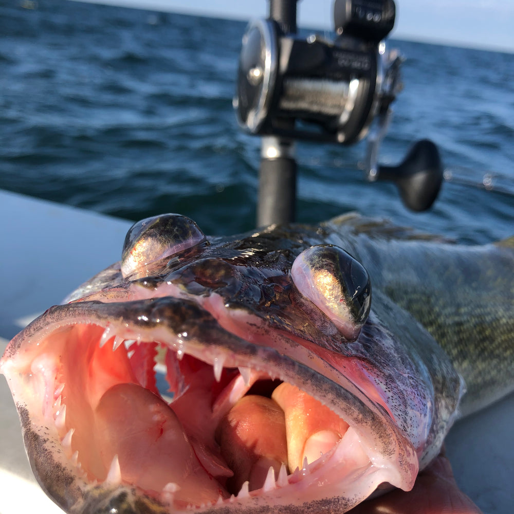 
                      
                        Walleye fishing
                      
                    